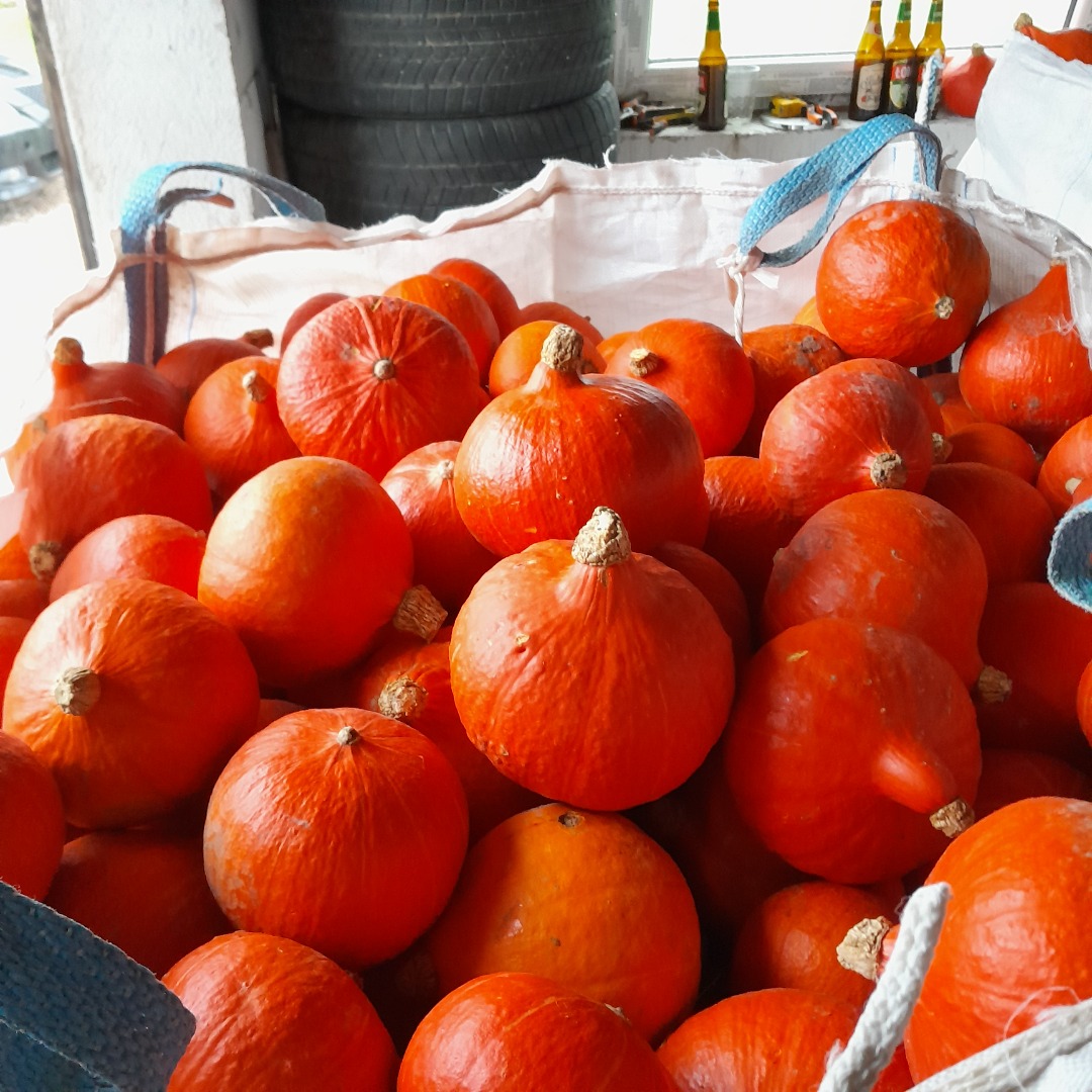 Hola, vendo unas 3 toneladas de calabaza hokaido organica