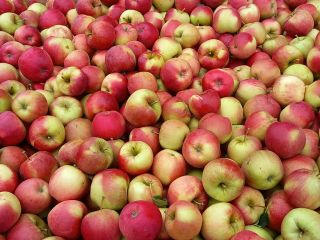 Venderé manzanas campeonas, jonaprins rojas. Bonitas manzanas sin granizo,