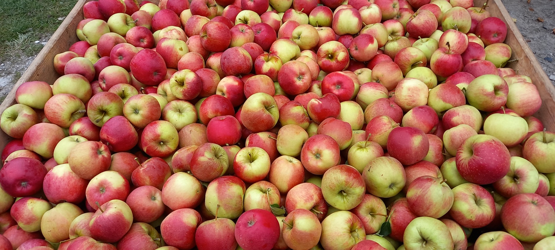 Venderé manzanas campeonas, jonaprins rojas