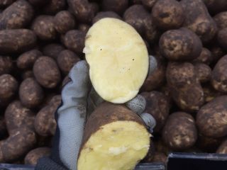 Estamos vendiendo patatas de consumo directo del campo y