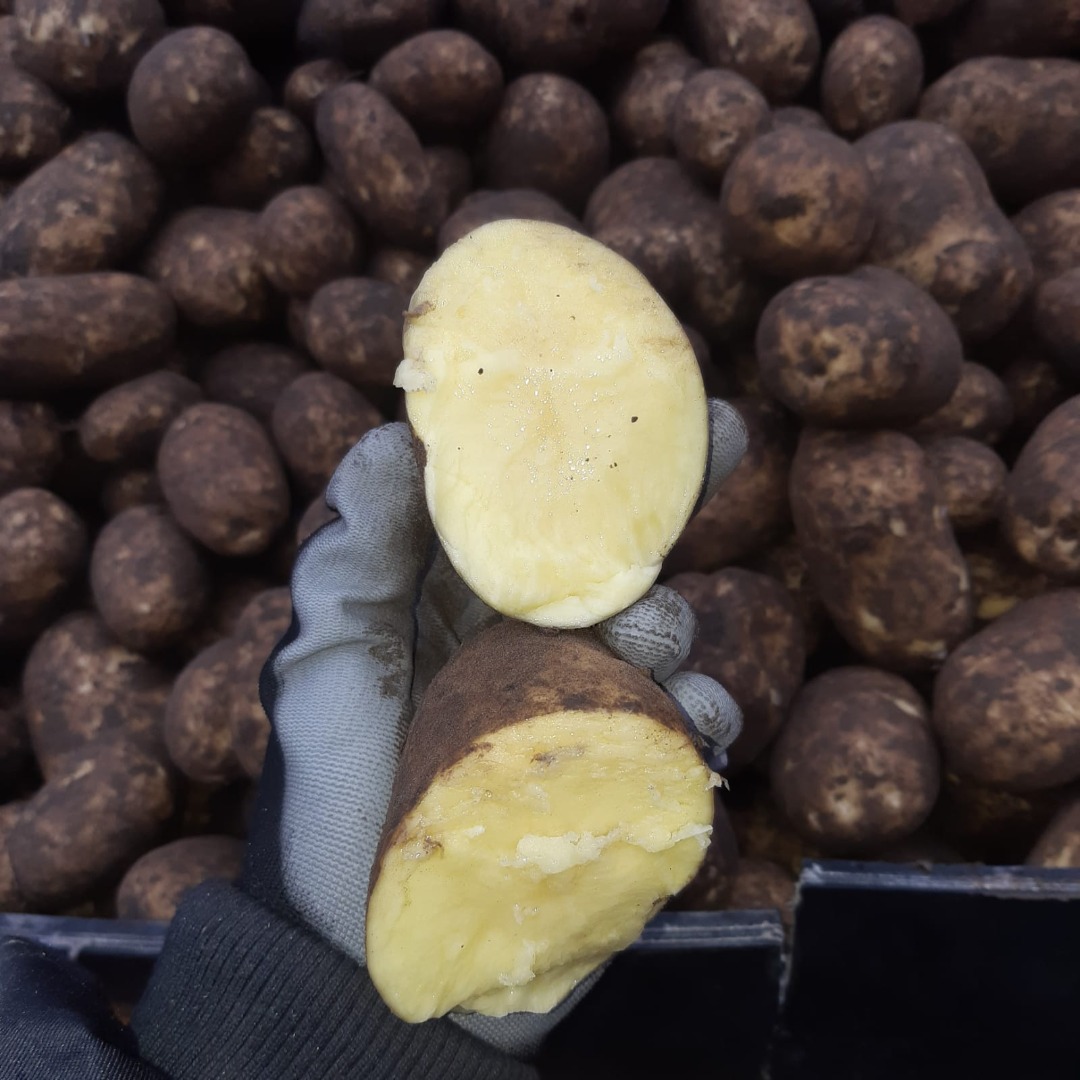 Estamos vendiendo patatas de consumo directo del campo y también del almacén