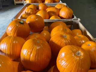 Somos un gran productor de calabazas hokkaido y spitfire.