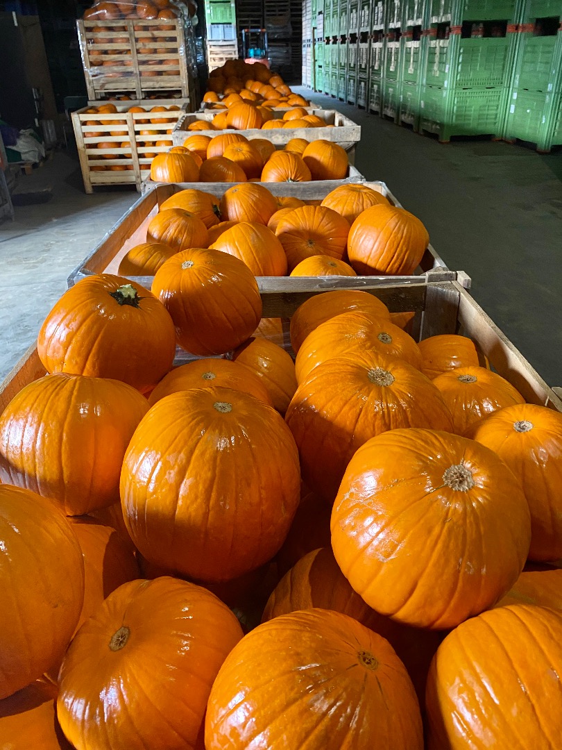 Somos un gran productor de calabazas hokkaido y spitfire