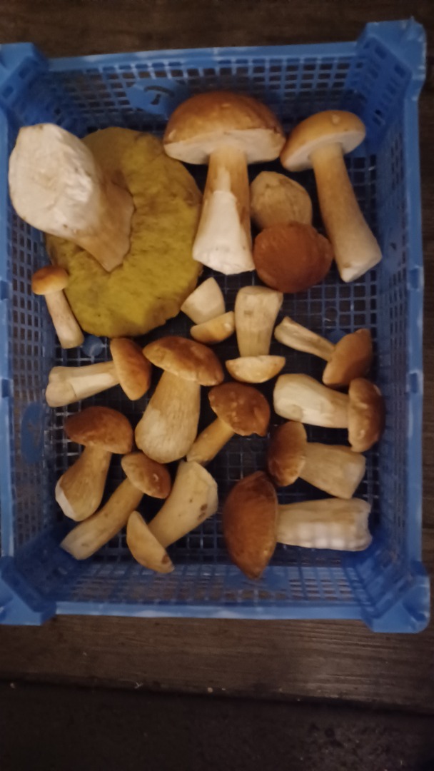 También disponible seco y congelado