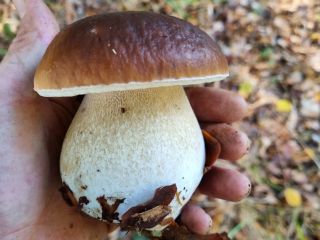 Champiñones porcini recién recolectados bajo petición. Envío a través
