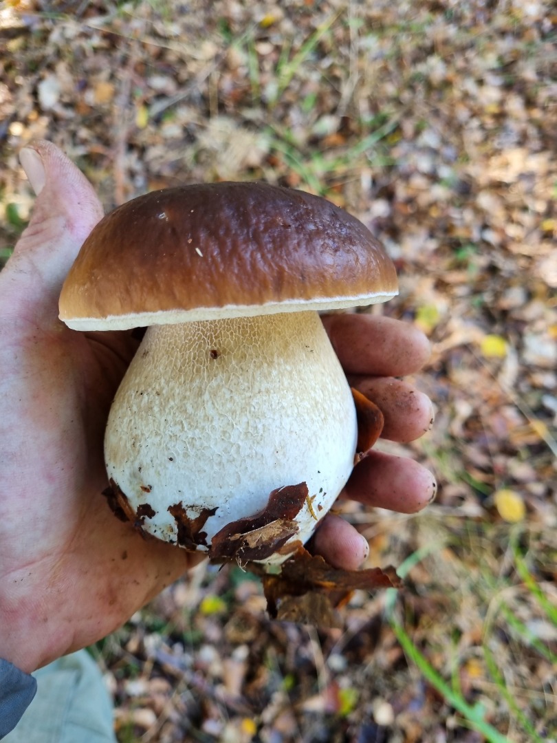 Champiñones porcini recién recolectados bajo petición