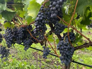 Tenemos 60 HA (1200 toneladas) de uvas de Moldavia,