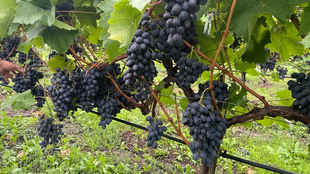 Tenemos 60 HA (1200 toneladas) de uvas de Moldavia, frescas y muy sabrosas