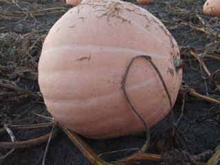 Hola . Tengo calabazas naranjas a la venta, Otylia,