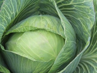 Repollo rallado - ¡Directo del cultivo del productor a