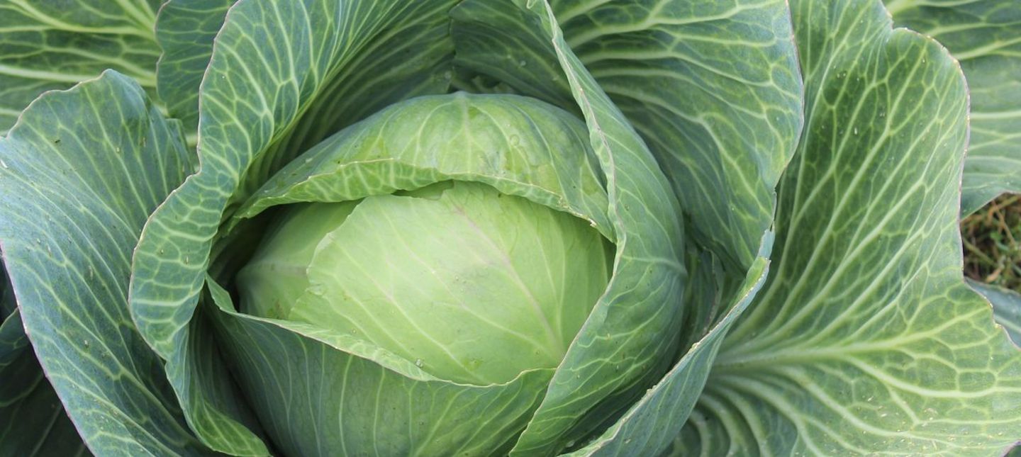 Repollo rallado - ¡Directo del cultivo del productor a tu mesa! Reserve una recogida hoy - ¡oferta limitada! Actualmente, vendemos repollo blanco bueno, que