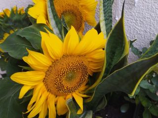 Semilla de girasol ornamental. Variedad Taiyo y Sammer San