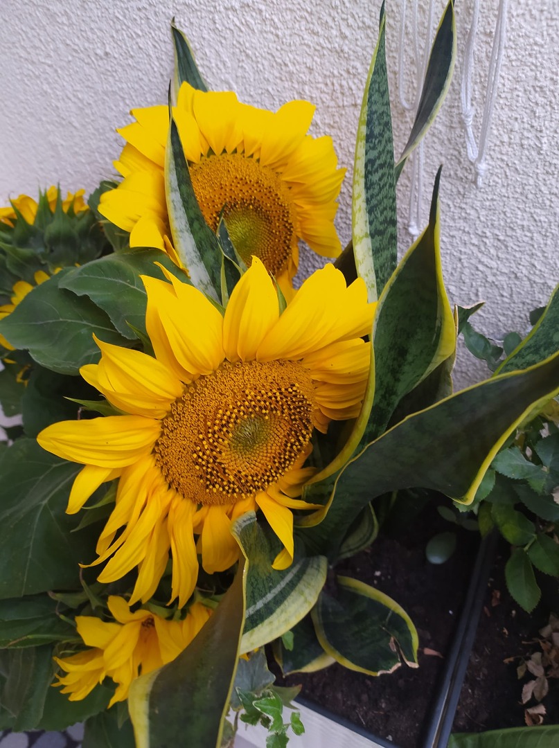 Semilla de girasol ornamental