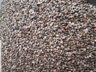 Venderé 8000 kg de semillas de trigo sarraceno de