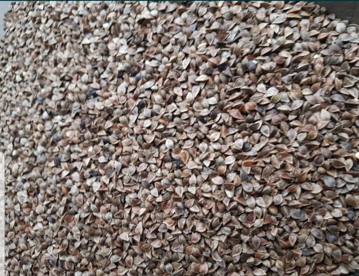 Venderé 8000 kg de semillas de trigo sarraceno de la cosecha de este año, Material de semilla Posible envío de pequeñas cantidades, Granos limpiados con lejía
