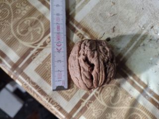 Venderé nueces grandes, de 4-5 cm de diámetro, cosecha
