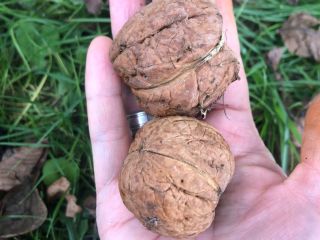 Jacknuts recogidos hoy, de una parcela ecológica de traspatio.