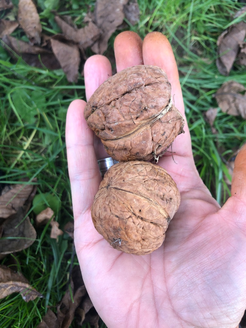 Jacknuts recogidos hoy, de una parcela ecológica de traspatio