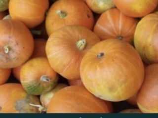 Vendo calabazas Bambino, perfectas para tortas y postres