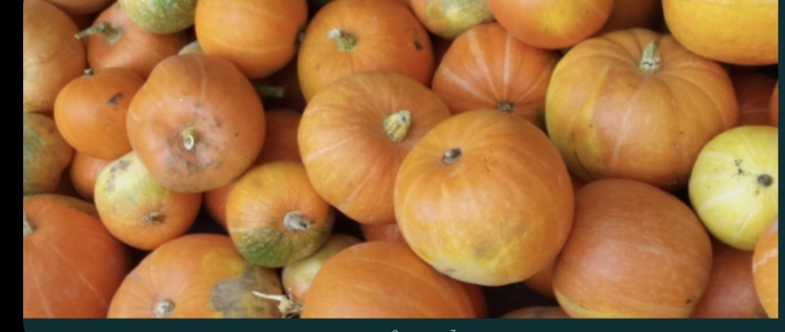 Vendo calabazas Bambino, perfectas para tortas y postres