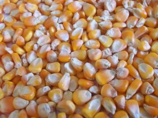 No OGM Y OGM Maíz Maíz Amarillo Blanco, la