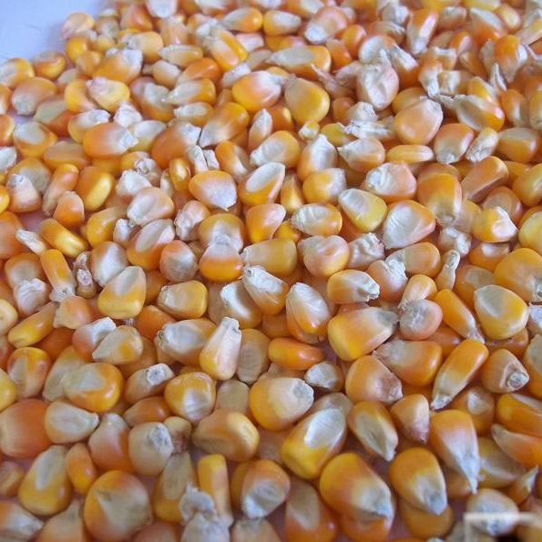 No OGM Y OGM Maíz Maíz Amarillo Blanco, la división de exportación agrícola ofrece un extenso programa comercial de granos y frutas frescas, verduras y grado