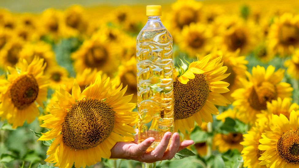 El aceite de girasol es el aceite no volátil comprimido de las semillas de girasol