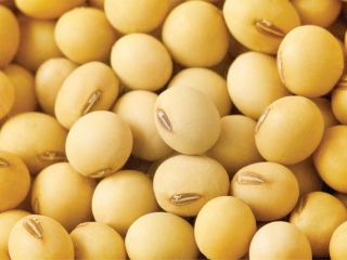 Nombre del producto : Soja grado AA no Gmo/Proteínas