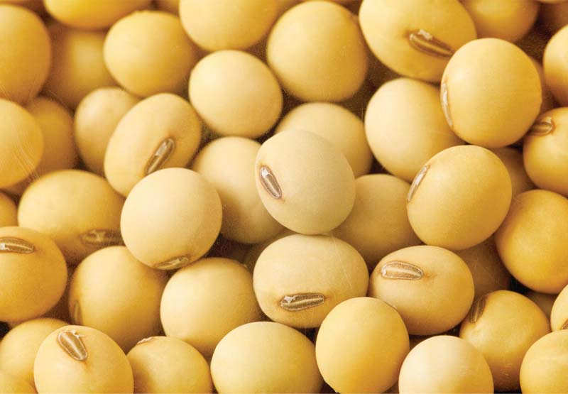 Nombre del producto : Soja grado AA no Gmo/Proteínas de soja - *2,*5 g grasas - 6,8 g; 1fcl/*0ft: *3.5mt/1fcl Contenido de aceite: *8 **9% (Máx.) Código ITCHS: