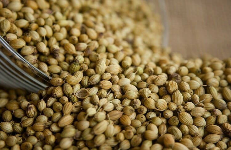 Semillas de cilantro Origen SA medio de selección Eliminación de huesos por gravedad específica Tamaño Humedad normal 12 % máx
