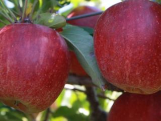 Manzana Royal Gala & Fuji ESPECIFICACIONES: -Variedad: Manzana Royal