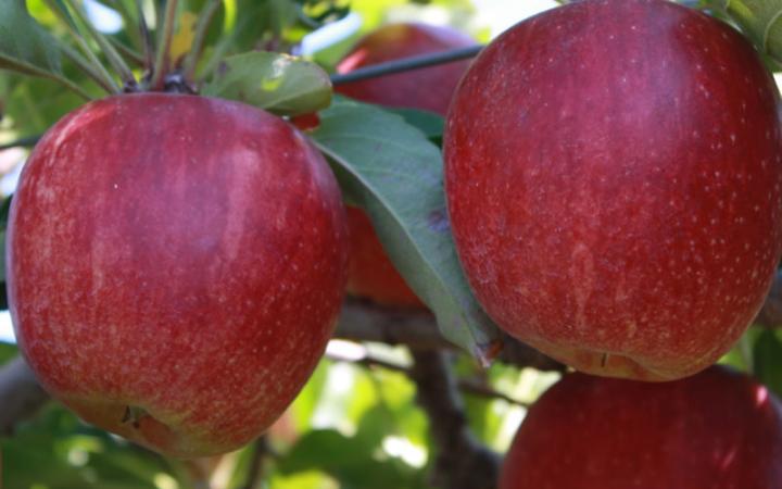 Manzana Royal Gala & Fuji ESPECIFICACIONES: -Variedad: Manzana Royal Gala y Manzana Fuji -Sabor:Piel suave con color rojo claro,alto azúcar con sabor dulce,muy