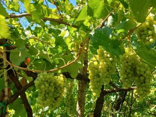 En Nápoles, en el área de Phlegraean, vendo uvas