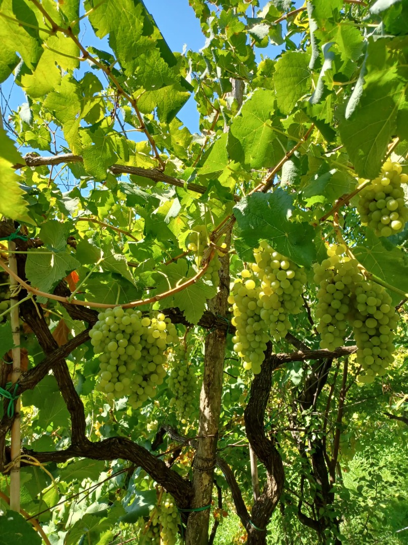 En Nápoles, en el área de Phlegraean, vendo uvas de vino blanco cultivar zibibbo, falanghina y Muscat Cell