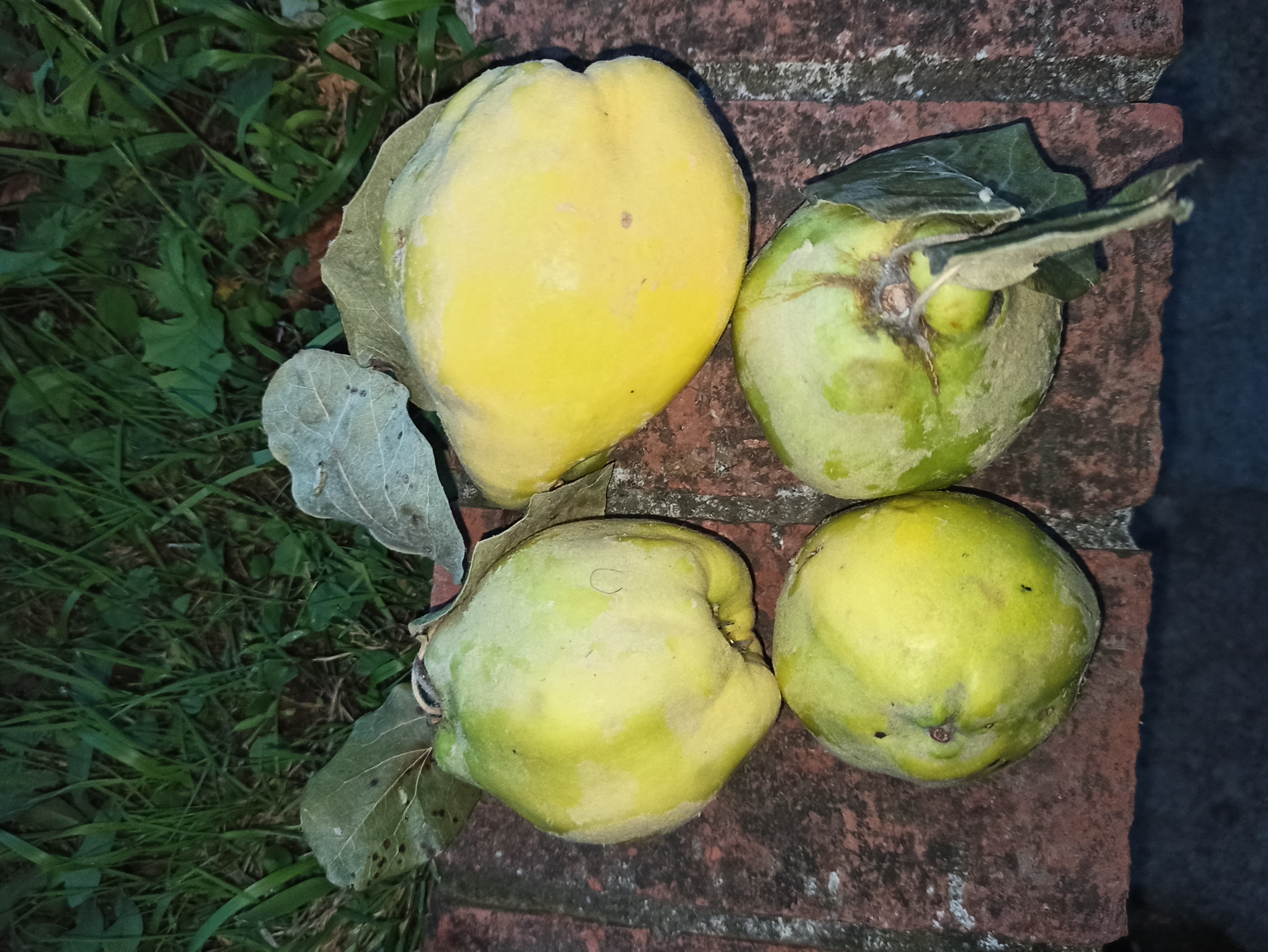 Membrillos 100% naturales de acqui terme
