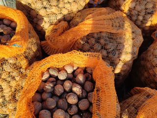 Venderé las nueces de este año. Tengo unos 170