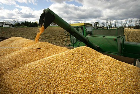 Maíz amarillo/maíz para consumo humano y animal, Maíz Blanco (Maíz Blanco No GMO) y Maíz Amarillo seco Maíz Amarillo Seco