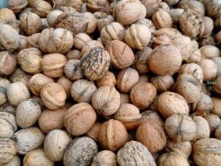 Venderé nueces de mi propia plantación. Cultivo ecológico, apartado