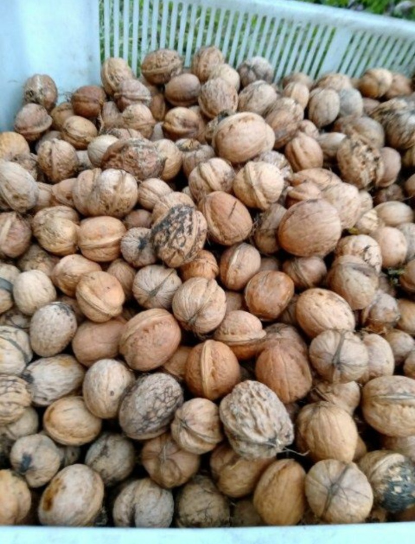 Venderé nueces de mi propia plantación