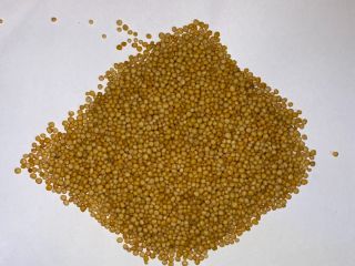 Venderé mostaza amarilla pureza 99.98% País de origen INDIA