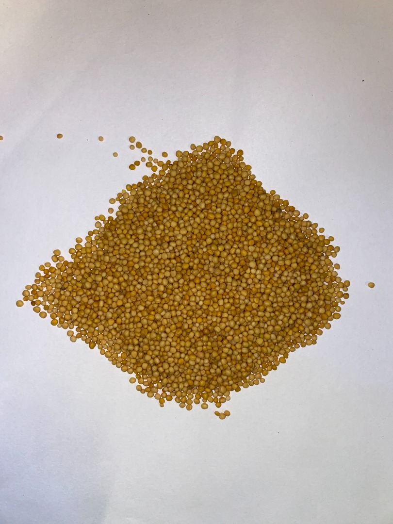 Venderé mostaza amarilla pureza 99.98% País de origen INDIA Con todas las investigaciones Libre de pesticidas