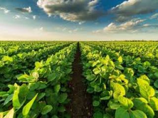 • La soja se cosecha en el cielo, en