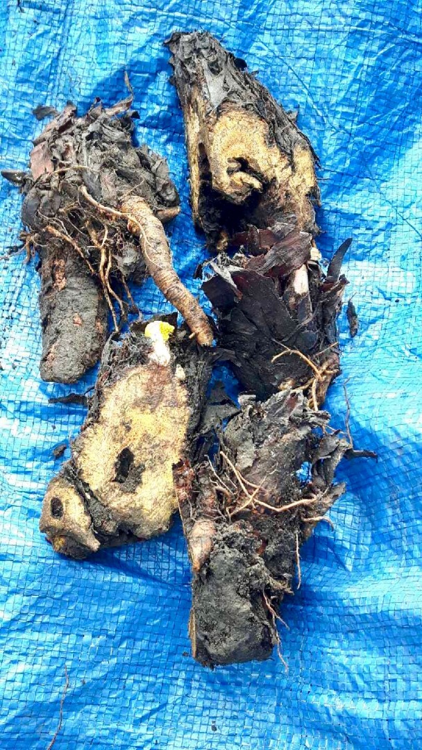 Venderé carpas de ruibarbo de frambuesa de carpa de 4 años