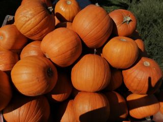 Hola vendo al por mayor cantidades de calabazas Spitfire