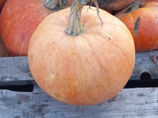 Vendo calabaza Otylia y Bambino a granel, fruta entera,