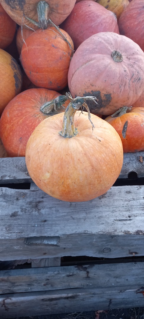 Vendo calabaza Otylia y Bambino a granel, fruta entera, precio negociable