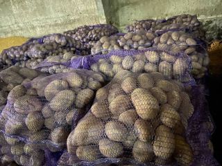 Vendemos patatas de siembra y patatas comerciales. Embalaje en