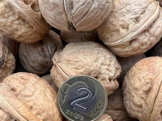 Venta de nueces. Cosecha 2022. Precio: PLN 5/1 kg.