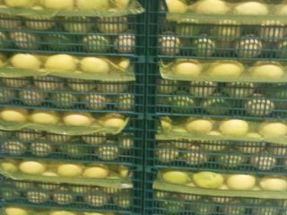 Vendemos Limones Enterdonato, calibre 54-72. Precio FOB Mersin Turquía