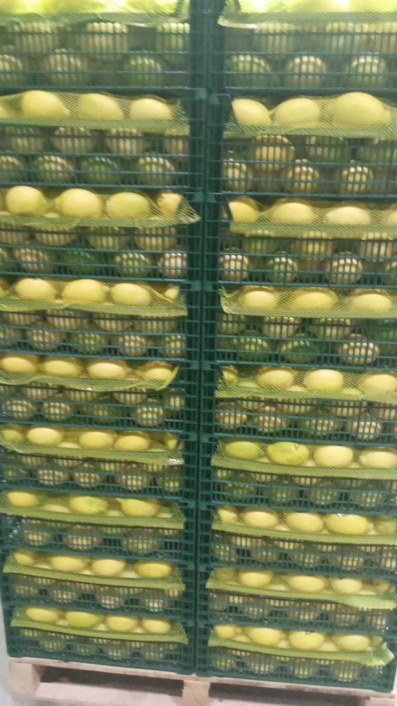 Vendemos Limones Enterdonato, calibre 54-72